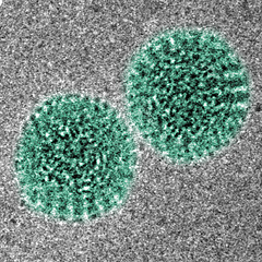 Rotavirus AJC1.jpg