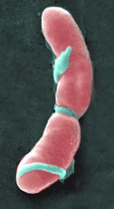 Listeria monocytogenes- Flickr autor AJC1