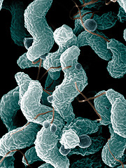 Campylobacter bacteria by Microbe World.jpg