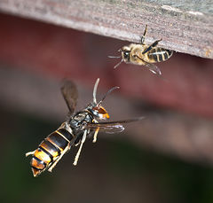 Vespa Velutina and bees III.jpg