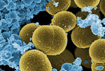 Staphylococcus aureus Bacteria - Flickr autor NIAID